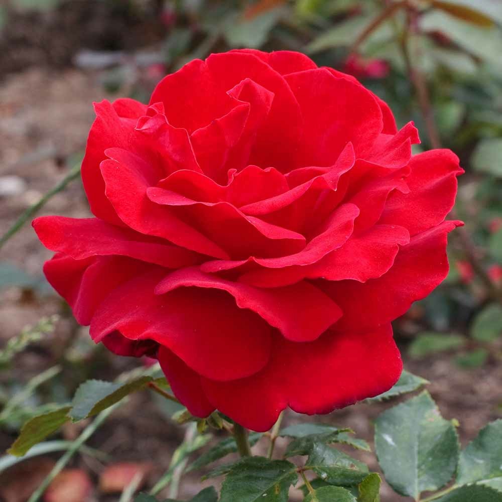 Rosier victor hugo ® meivestal sans motte