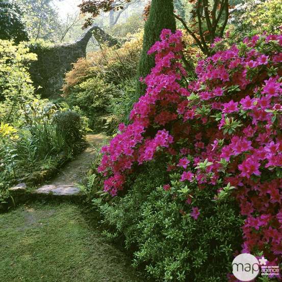 Azalea japonica : H 40/50 cm, ctr 7 L - Coloris variables