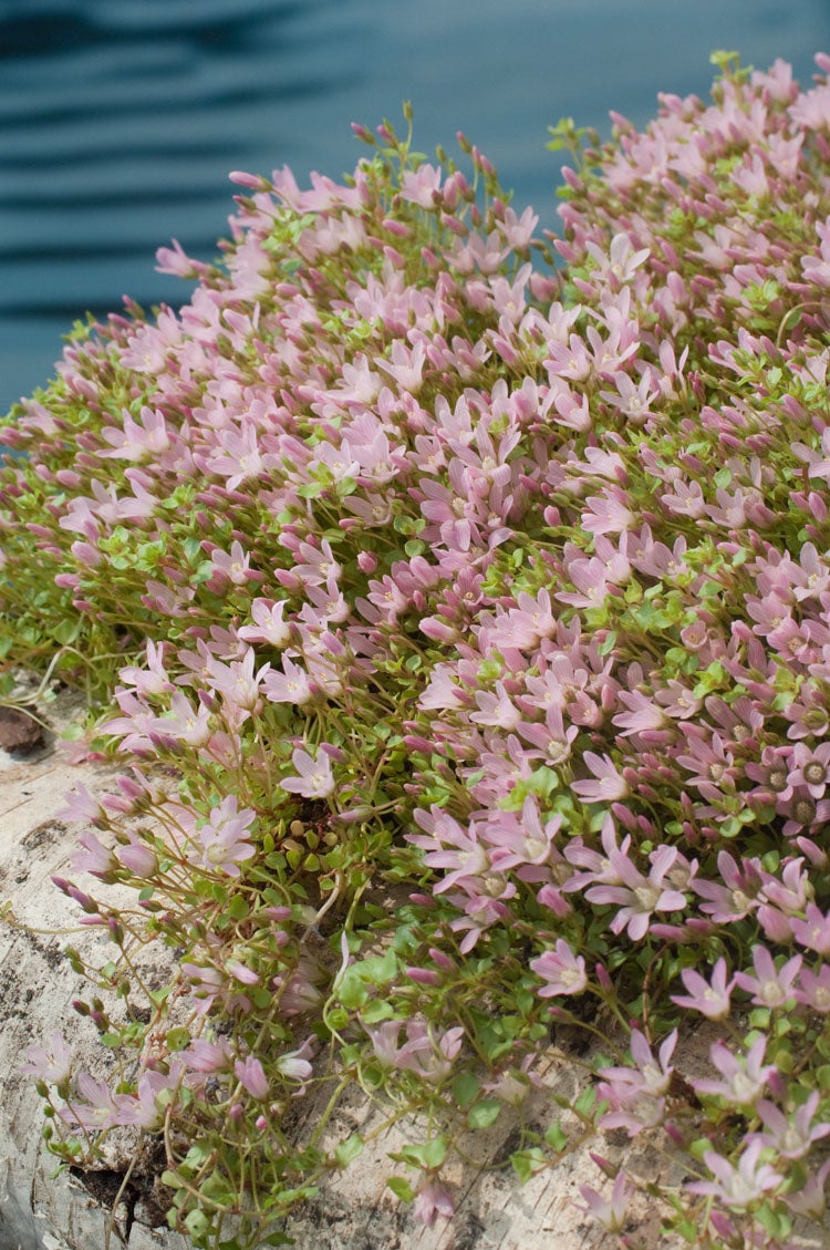 Teer Guichelheil (Anagallis tenella) D 18 H 30 cm