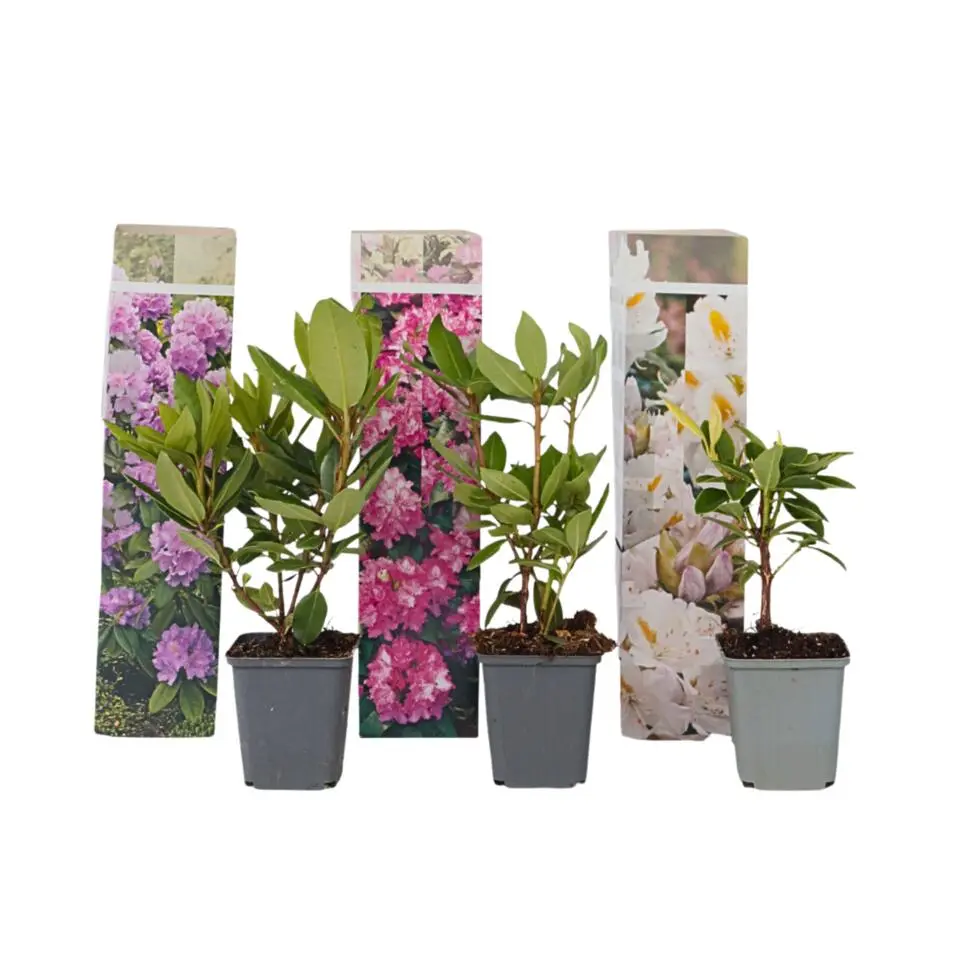 Rhododendrons - Set van 3 - Rhododendron catawbiense - Hoogte 25-40cm - ⌀9cm
