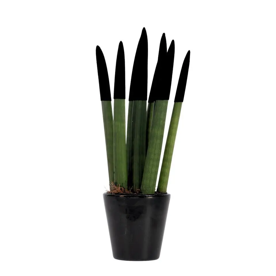 Afrikaanse Speerplant - Sansevieria cylindrica - Hoogte 20-40cm - Pot 9cm