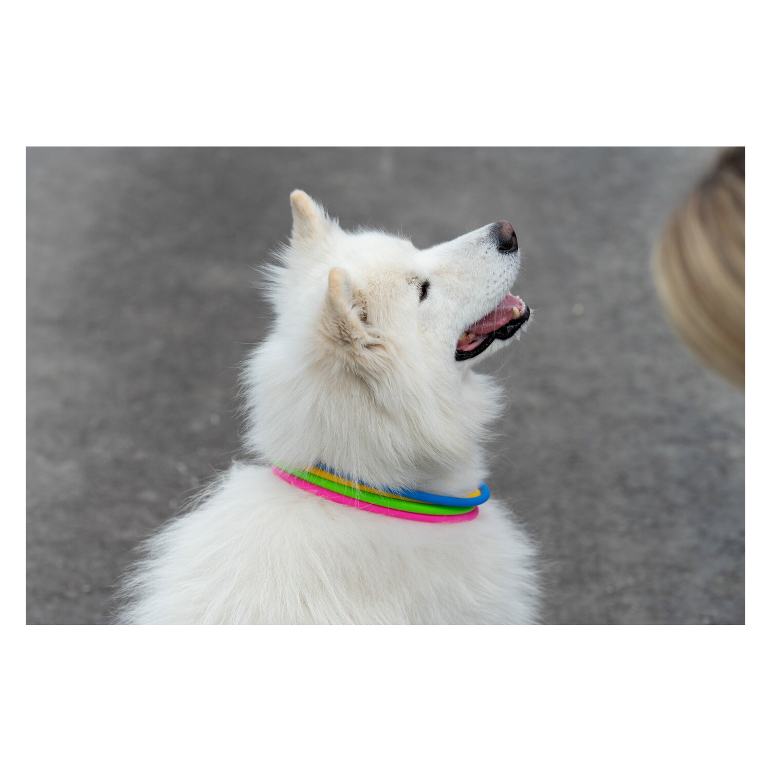 pawberry LED-Hundehalsband  - gelb - 70 cm