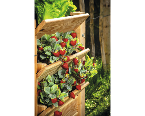 Klassieke verhoogde tuinbak WESTMANN Premium maat XL 90 x 65 x 73 cm naturel
