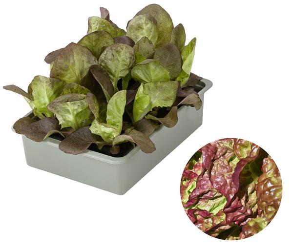 Kopfsalat Rotkäppchen, lausresistent, 12er