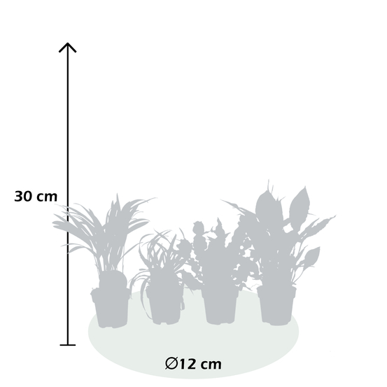 Compo 4 plantes d'intérieur - pot D12cm