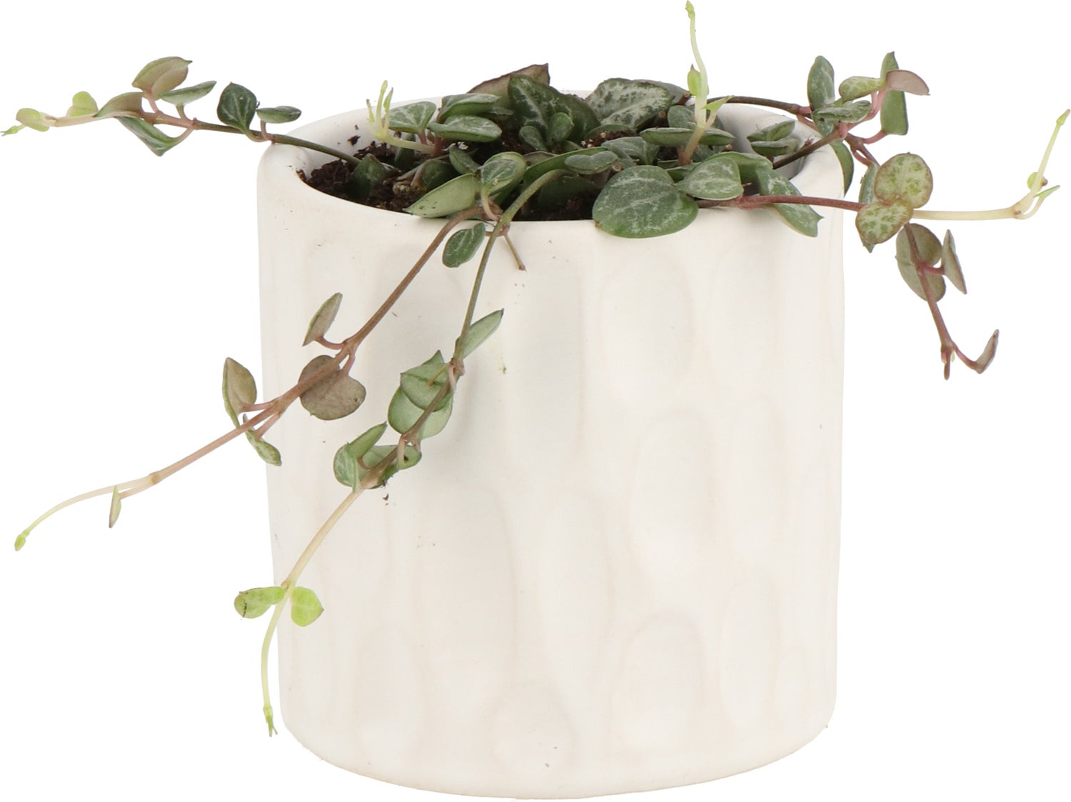 Lantaarnplantje (Ceropegia Woodii) D 6 H 5 cm