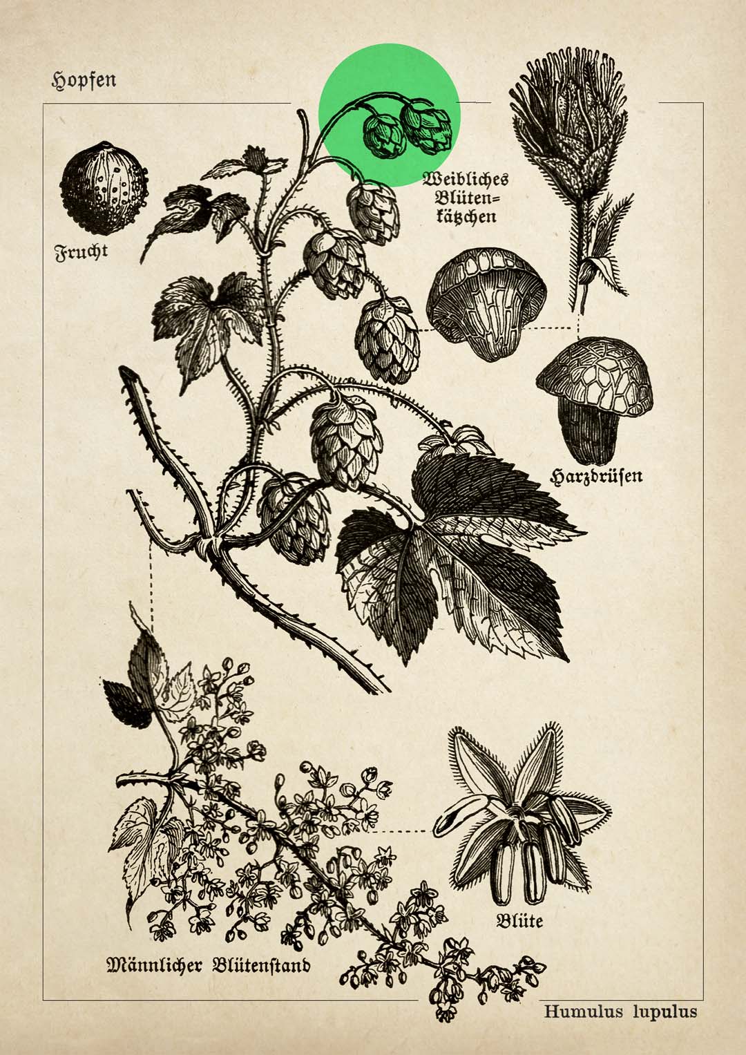 Hopfen