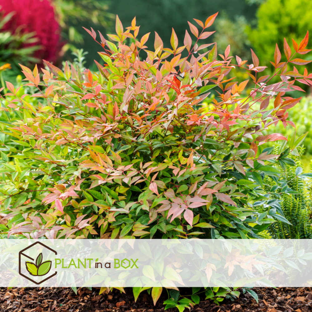 Nandina gulfstream - ensemble de 2 - pot 17cm - hauteur 25-40cm