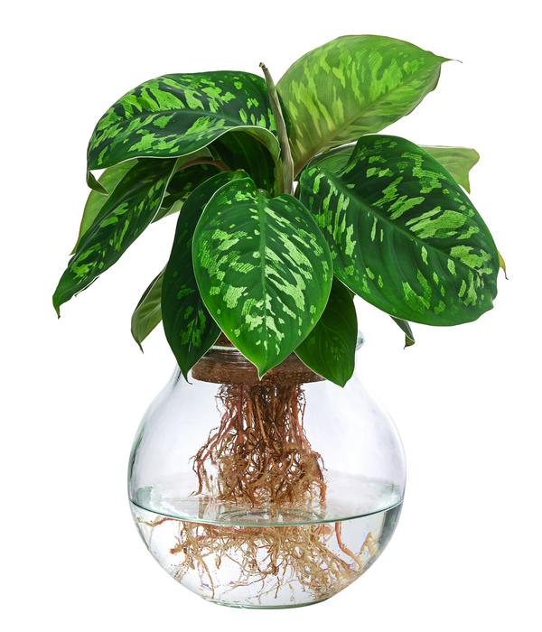 Waterplant Homalomena im Kugelglas -