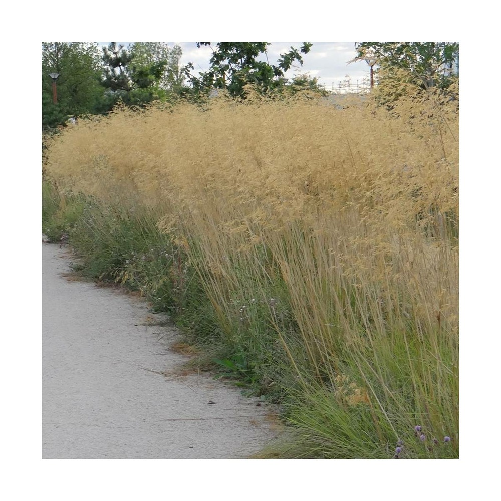 Stipa gigantea - avoine géante/stipa gigantea[-]pot de 7,5l - 40/60 cm