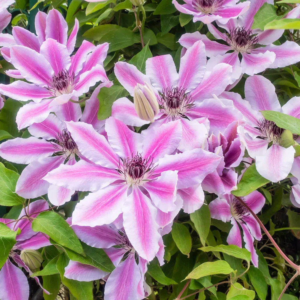 Clematis (Early Large-flowered Group) 'Nelly Moser' Hageklematis 'Nelly Moser' Ø15 cm