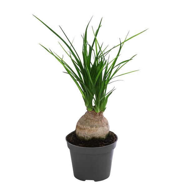 Elefantenfuß - Nolina recurvata
