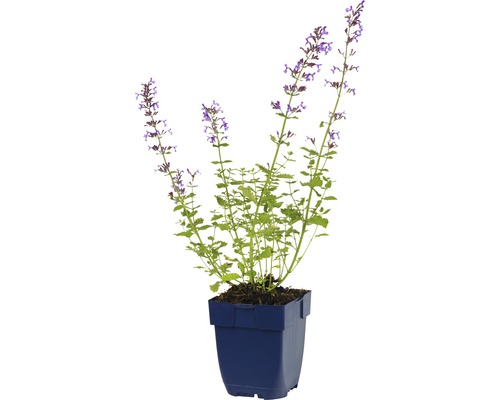 Kattenkruid FloraSelf Nepeta x faassenii 'Walker's Low' H 5-40 cm Co 0,5 L