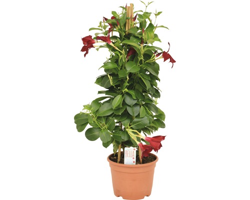 Dipladenia, trechtervormige bloemenpiramide Dipladenia mandevilla H 50-60 cm Ø 17 cm pot roze, rood, willekeurige kleurselectie
