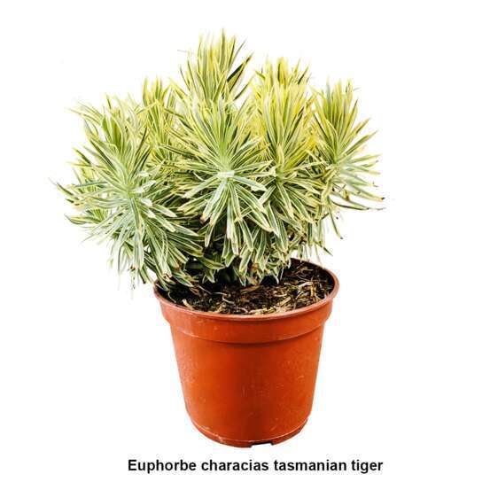Euphorbia : pot 5 litres