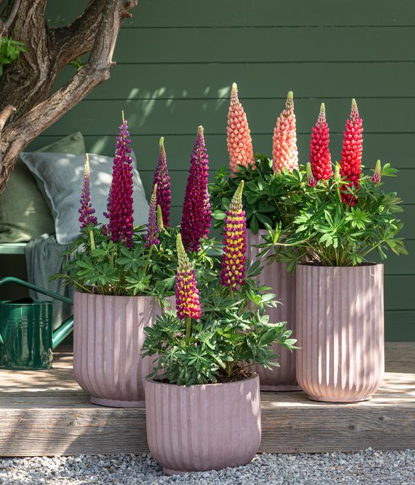 Bio Lupine, rot
