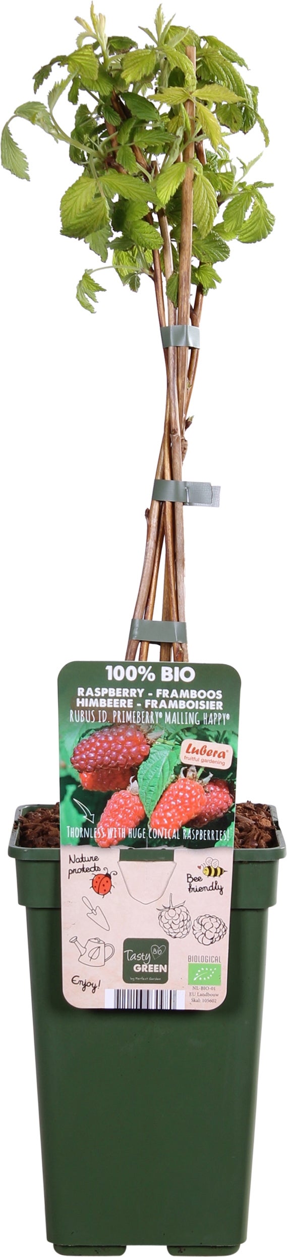 Intratuin biologische Framboos (Rubus idaeus 'Autumn Happy') D 19 H 50 cm