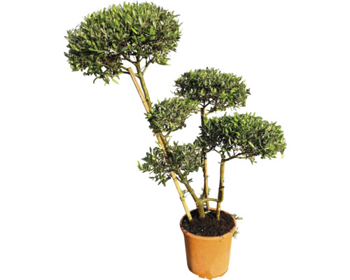 Olijfboom Pom Pom FloraSelf Olea europaea H ca. 115 cm Ø 30 cm pot 35 Jaar FloraSelf Jubileumeditie