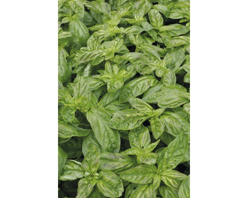 Basilicum FloraSelf Ocimum basilicum 'Gekom' Ø 12 cm pot