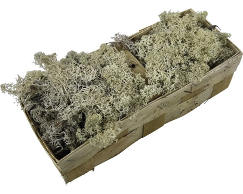 Ijslands mos chipmand 36x15 cm echt mos wit mos voor decoratie