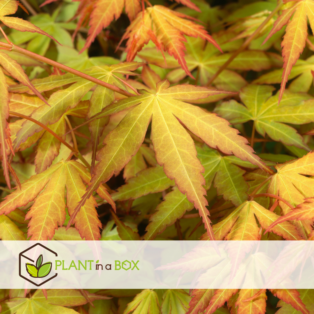 Acer palmatum 'katsura' - erable japonais - pot 19cm - hauteur 60-70cm