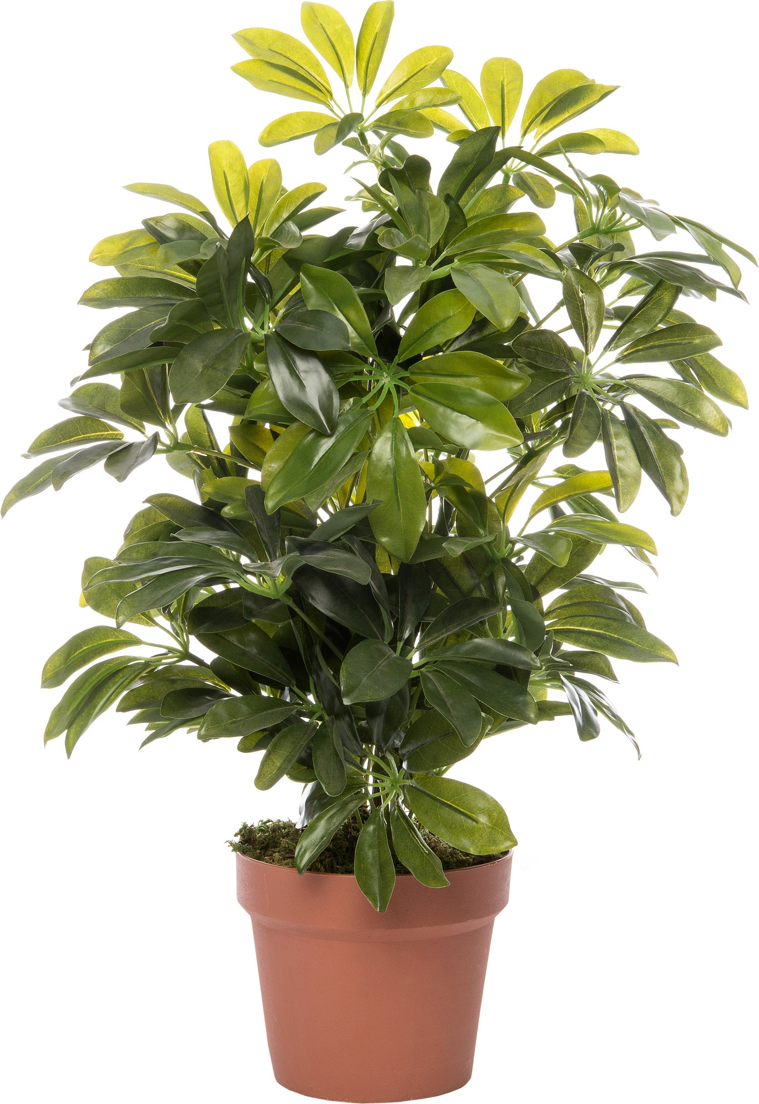 Intratuin kunstplant Schefflera H 65 cm
