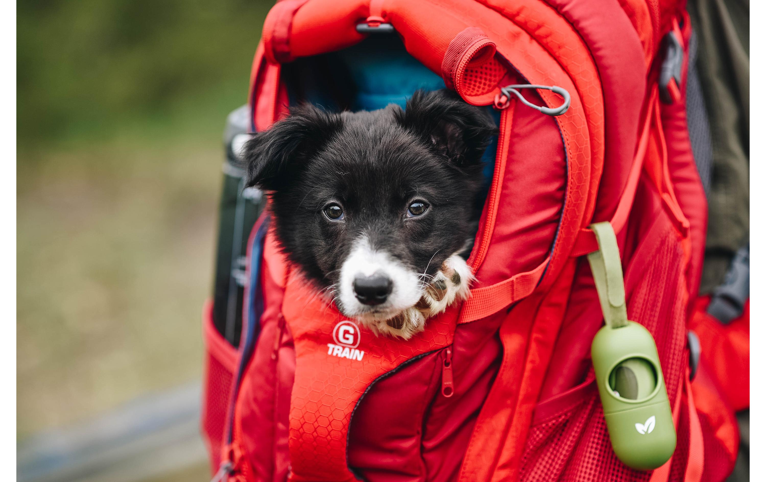 Tiertransport-Rucksack G-Train K9, Chili Red<br>Sportlicher Rucksack für Hunde