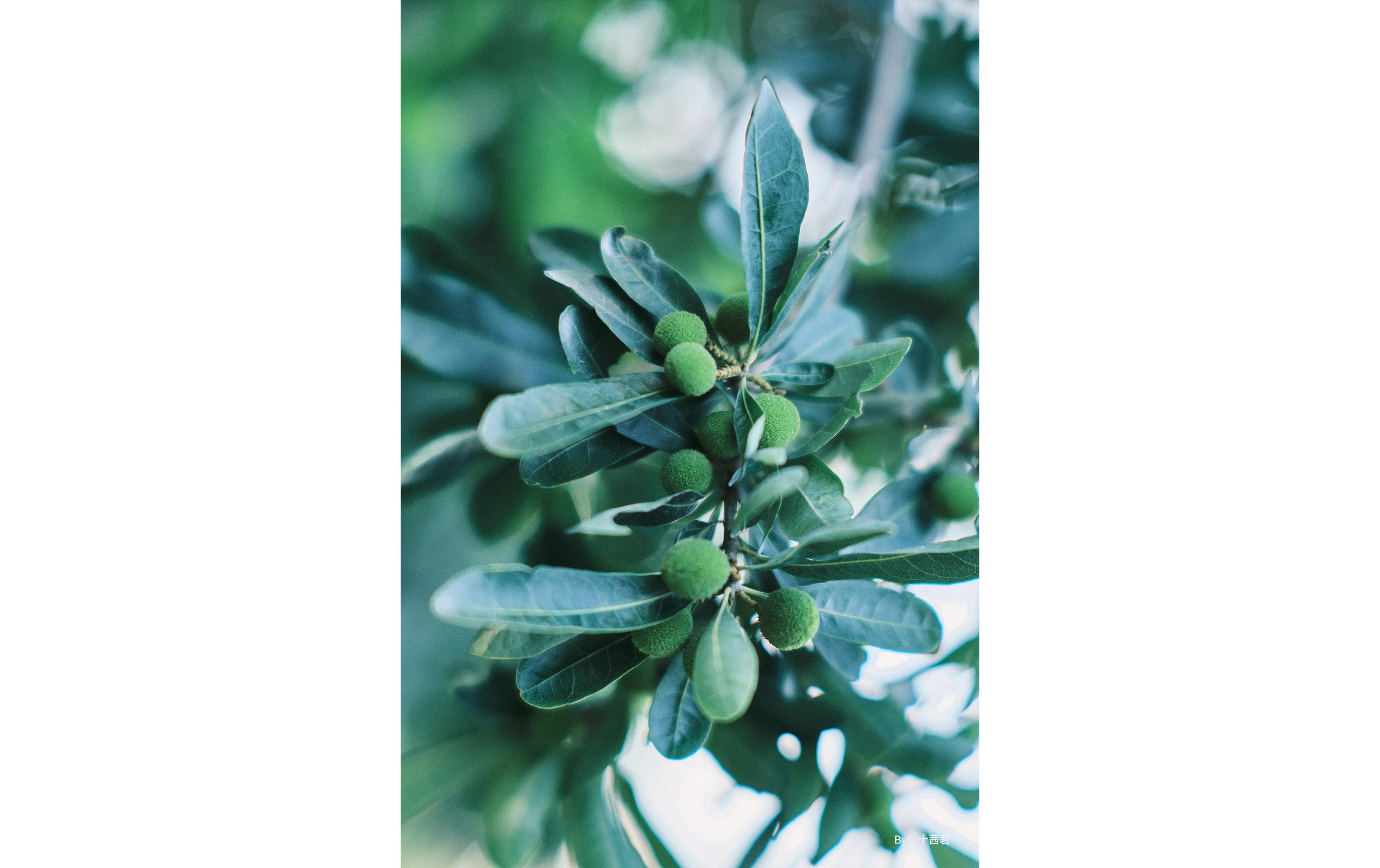 Festbrennweite APS-C 50mm F0.95 – Sony E-Mount<br>Festbrennweite mit traumhaftem Bokeh