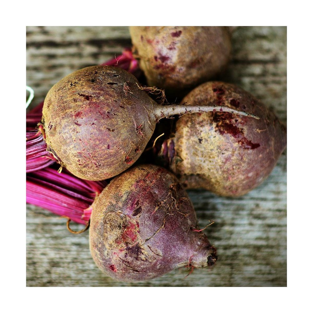 Graines de betterave d'egypte/beta vulgaris subsp. Vulgaris d'egypte[-]présemée