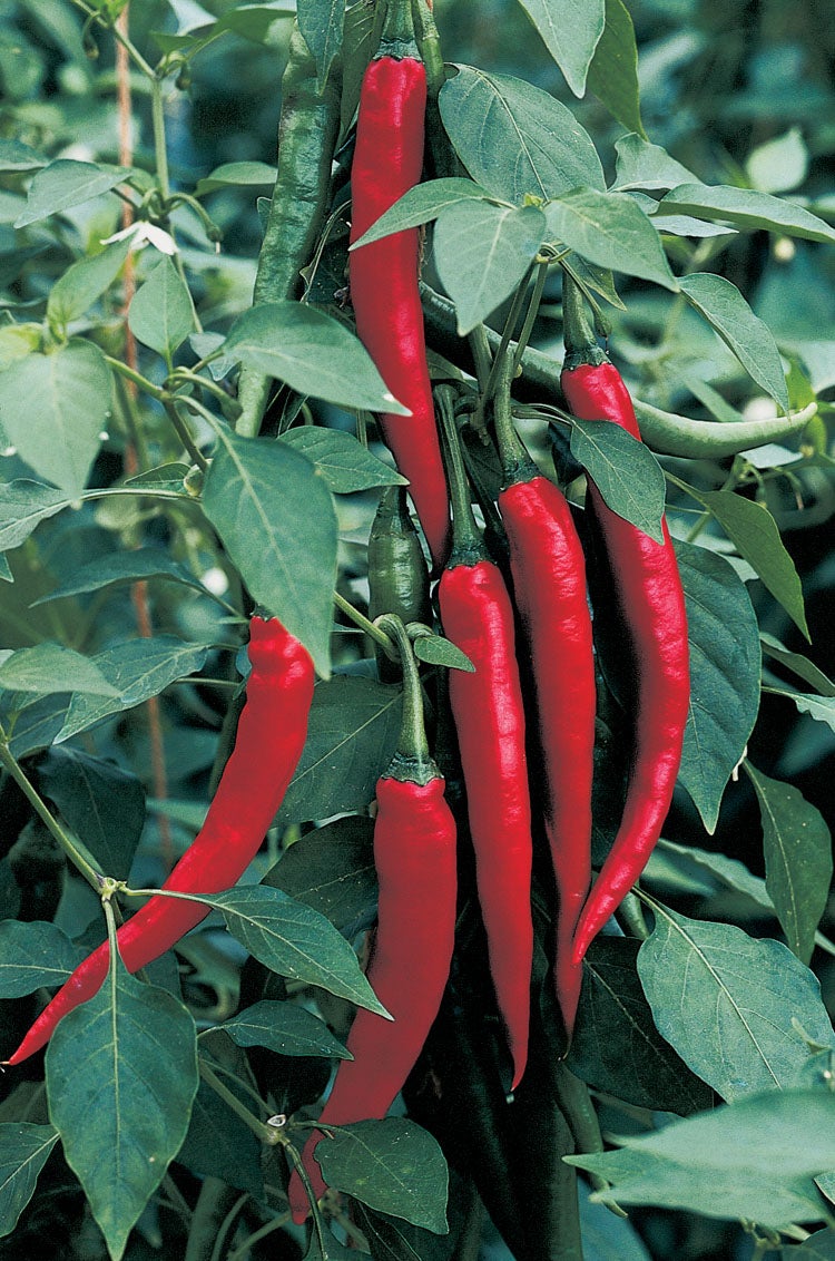 Spaanse Peper (Capsicum annuum)