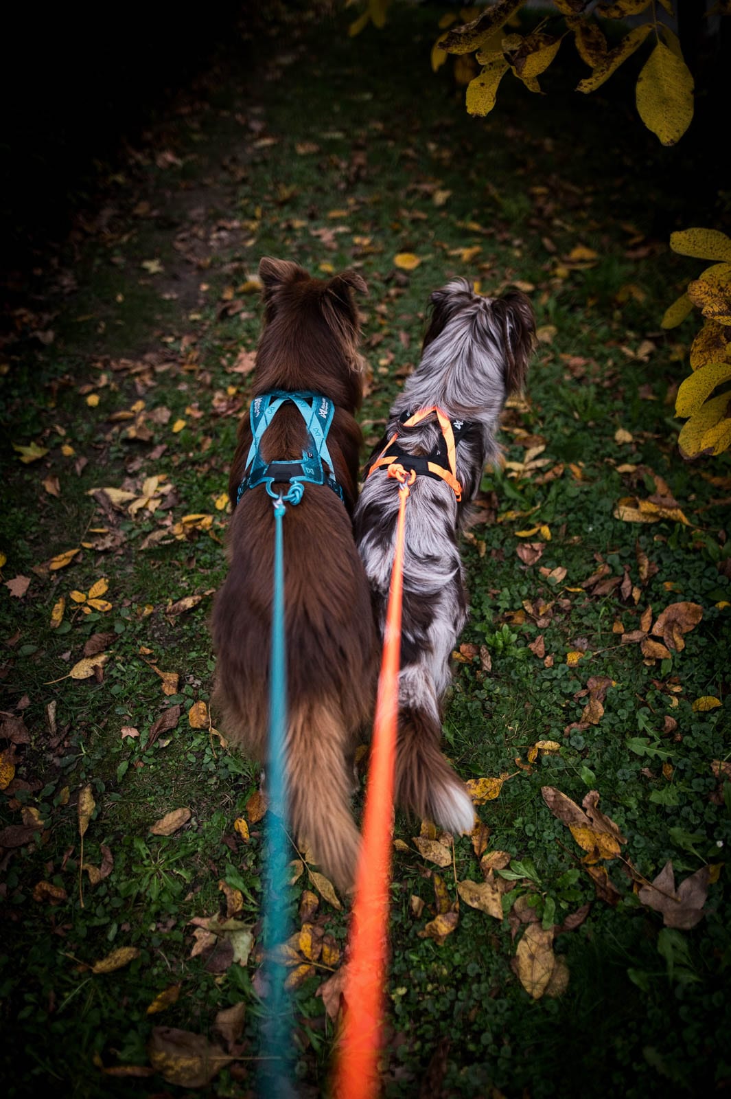 Kjøp Non-Stop Dogwear Rush Harness fra Hekta på tur!