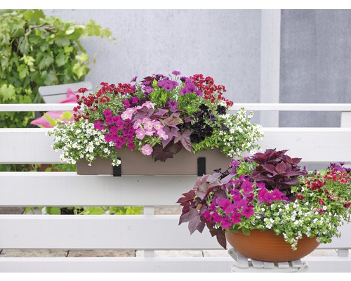 Zwarte Petunia FloraSelf Petunia 'Black Ray' Ø 12 cm pot