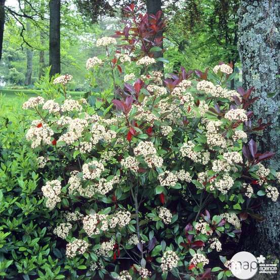 Photinia x fraseri ' Red Robin ' : H 175/200 cm ctr 35 litres