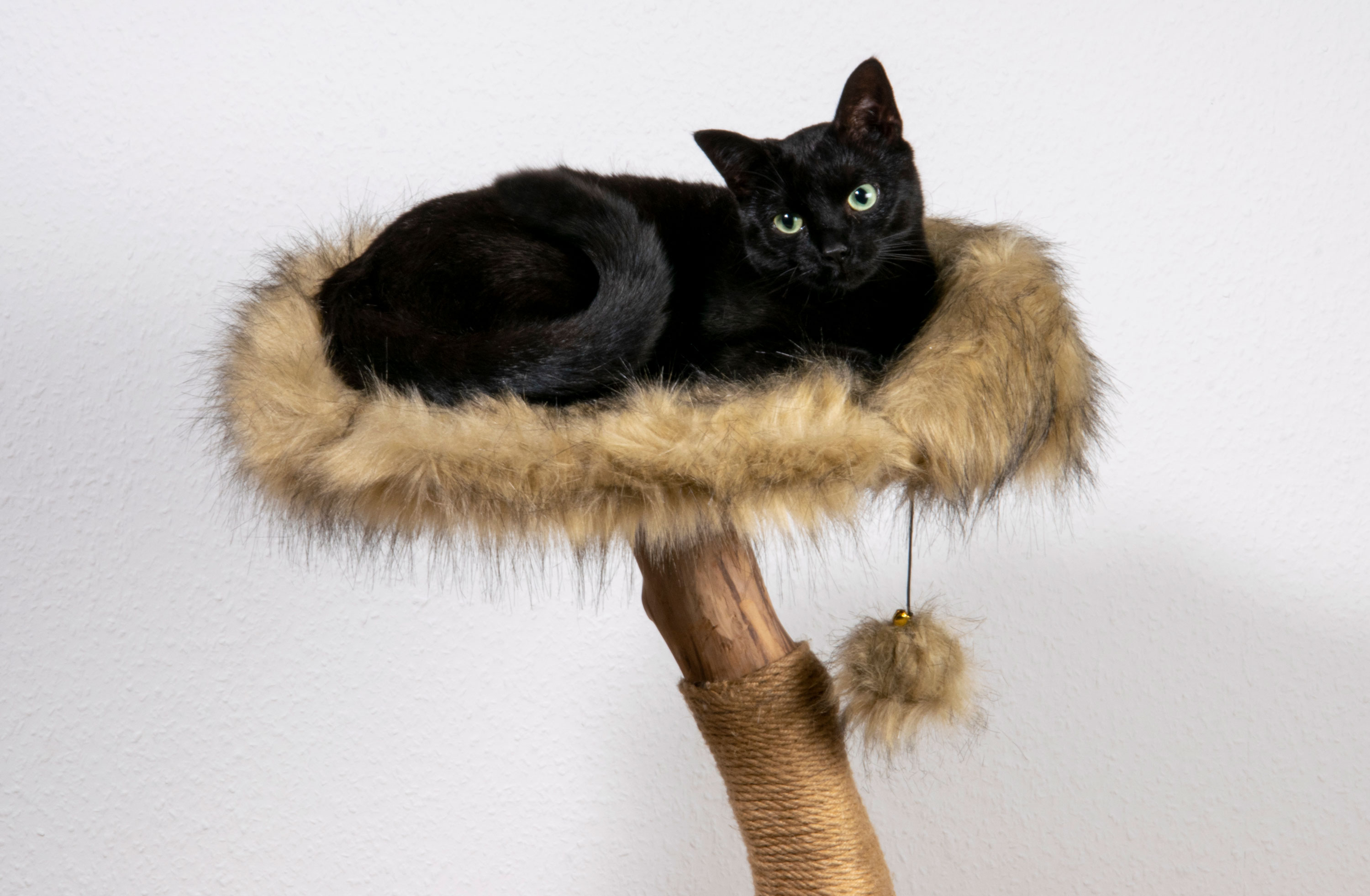 dobar Design-Katzenmöbel - versch. Ausführungen