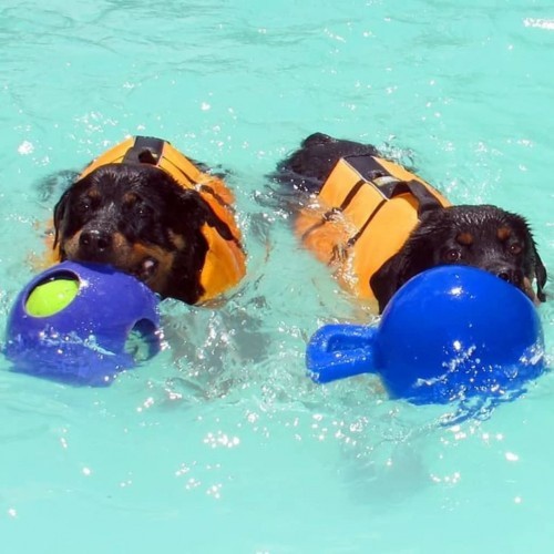 Bola para cães brincarem de puxar e arremessar, azul