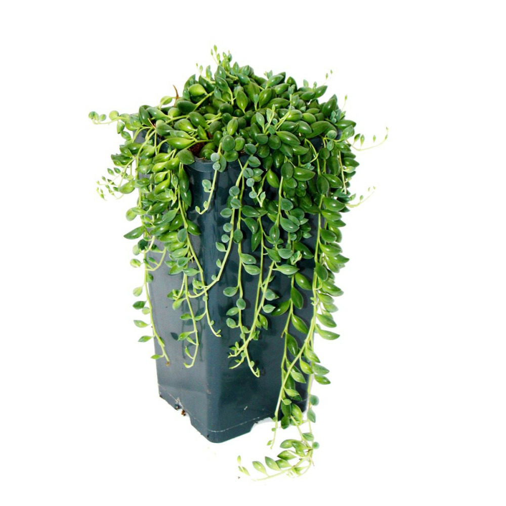 Pois sur ruban - senecio herreanus 14cm pot