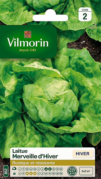 Graines de Laitue Pommée Merveille d'Hiver Vilmorin