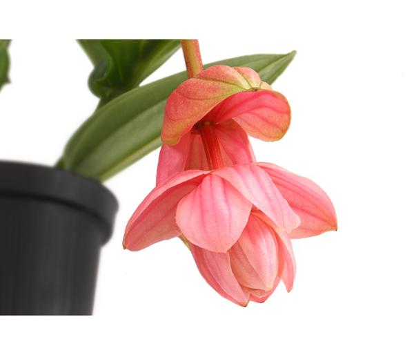 Medinille - Medinilla 'Piccolini'