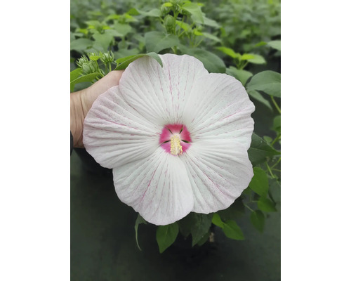 Reuzenwitte hibiscus FloraSelf Hibiscus moscheutos 'Extreme' H 50-60 cm Co 5 L