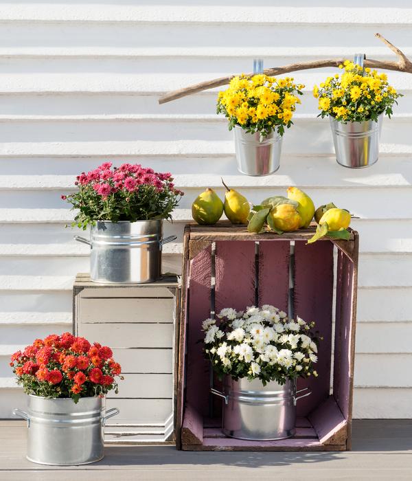 Herbst-Chrysantheme
