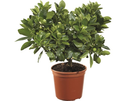 Orange FloraSelf Citrus calamondin H 20-30 cm Ø 15 cm pot