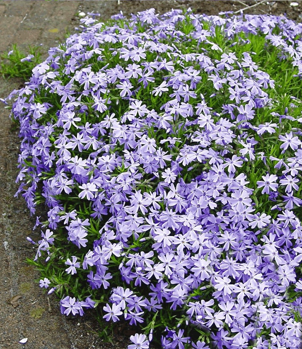 Bienenfreundliches Staudenbeet