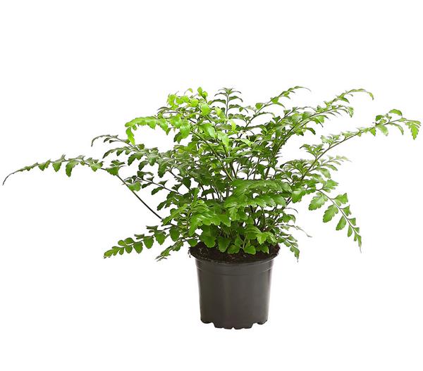 Streifenfarn - Asplenium dimorphum 'Parvati'