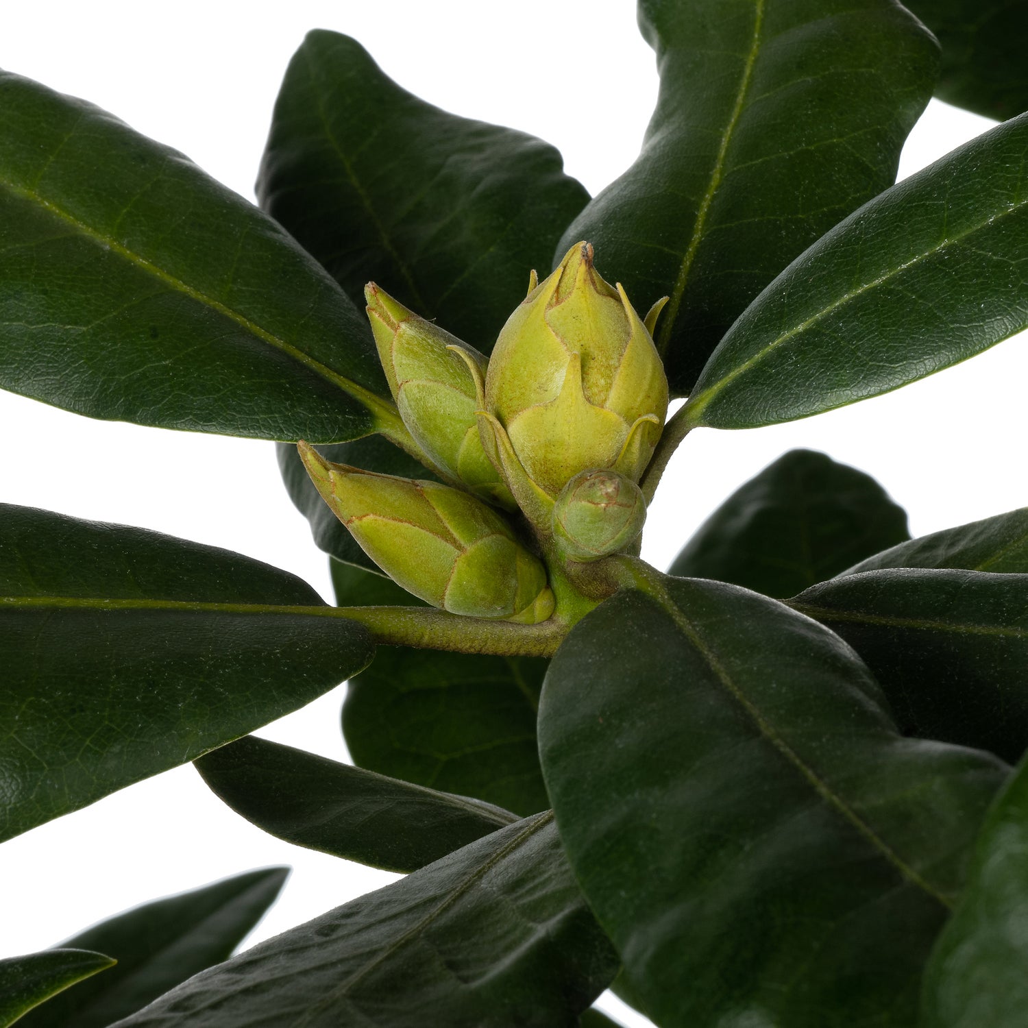 Rhododendron (Rhododendron 'Nova Zembla') D 23 H 40 cm