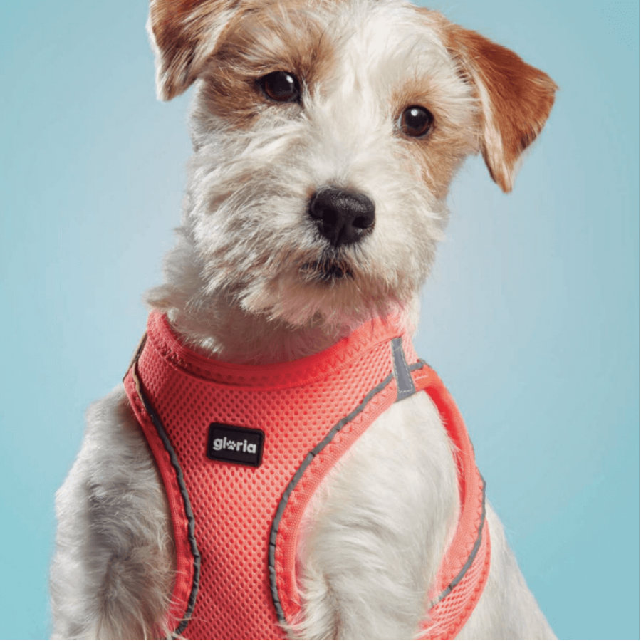 Coleira para cães Gloria Air Mesh Trek Star rosa