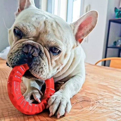 Anel dental Ferplast Smile vermelho para cães