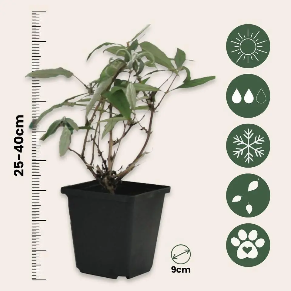 Vlinderstruik - Set van 3 - Buddleja 'Pink Delight' - Hoogte 25-40cm - ⌀9cm