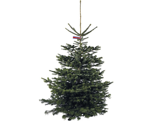 Nordmann spar GOLD H 170-220 cm, gekapte kerstboom uit duurzame teelt