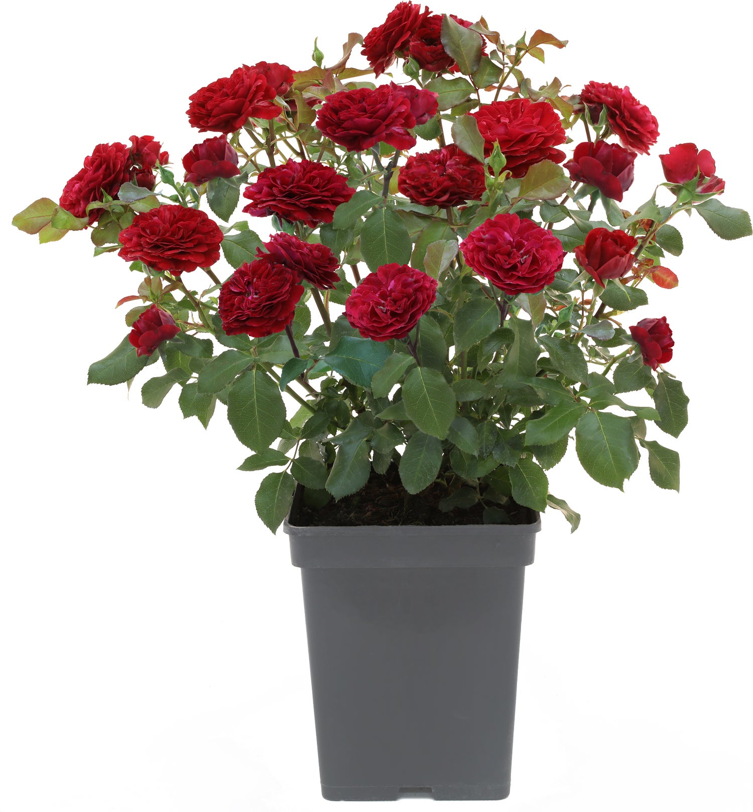 Struikroos (Rosa 'Red Meilove') D 19 H 10 cm