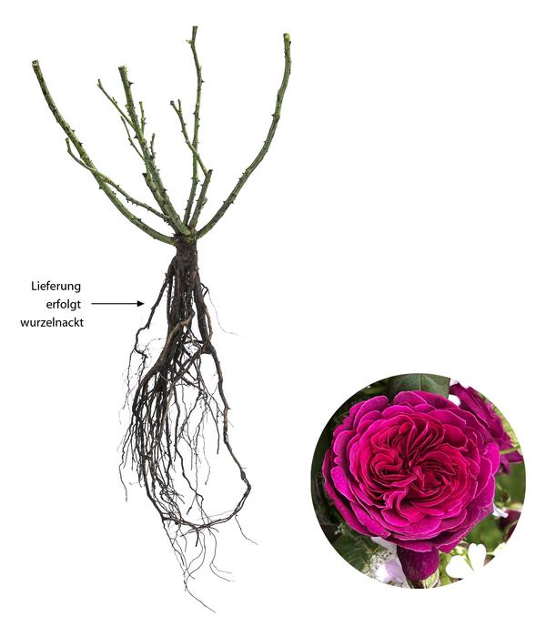 Nostalgie-Edelrose 'Deep Secret'